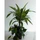 Dracaena der. Lemon  Ø 13/12  3er Arrangement