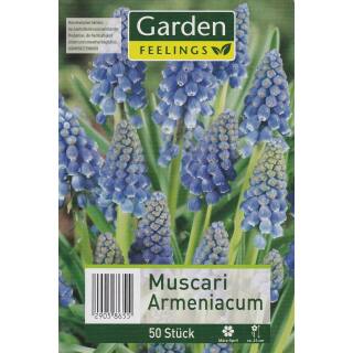 Muscari Armeniacum - Traubenhyazinthe