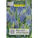 Muscari Armeniacum - Traubenhyazinthe