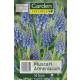 Muscari Armeniacum - Traubenhyazinthe