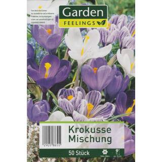Krokusse - Mischung