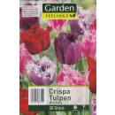 Crispa Tulpe