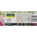 Crispa Tulpe