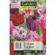Crispa Tulpe