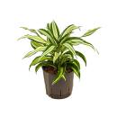 Dracaena deremensis Malaleika 20-25 cm ( Ø 13/12 )