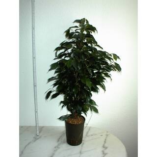 Ficus benj.Danielle 60-80, 15-19