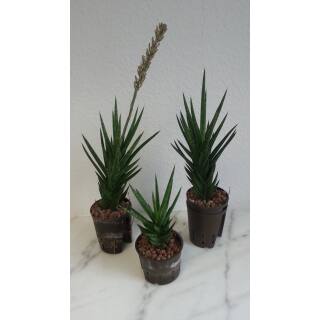 Sansevieria francisii ( Ø 11/09 )