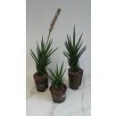 Sansevieria francisii ( Ø 11/09 )
