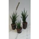 Sansevieria francisii ( Ø 11/09 )