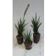 Sansevieria francisii ( Ø 11/09 )