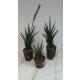 Sansevieria francisii ( Ø 11/09 )