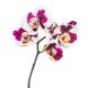 Phalaenopsis Orchidee ( Ø 15/19 ) 2-Blütentriebe Kuhflecken Blüte