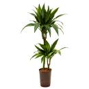 Dracaena der. Janet Craig 80-100cm, 45/15 - Ø 15/19