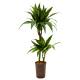 Dracaena der. Janet Craig 80-100cm, 45/15 - Ø 15/19