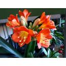 Clivia miniata ( Ø 15/19 ) z.Z. ohne Blüte