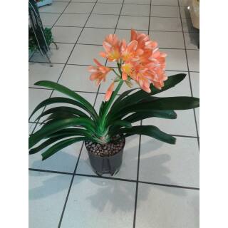 Clivia miniata ( Ø 18/19 ) z.Z. ohne Blüte