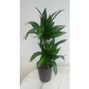 Dracaena der. Hawaiian Sunshine 45/15 - Ø 15/19, (...