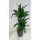 Dracaena der. Hawaiian Sunshine 45/15 - Ø 15/19, ( 60 - 80)