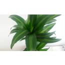 Dracaena der. Hawaiian Sunshine 45/15 - Ø 15/19, ( 60 - 80)