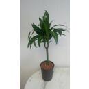 Dracaena der. Hawaiian Sunshine 30  - Ø 15/19, (60 - 80)