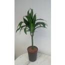 Dracaena der. Hawaiian Sunshine 30  - Ø 15/19, (60 - 80)