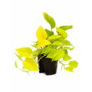 Epipremnum pinnatum NEON Golden Pothos ( Ø 15/19 )