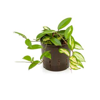Hoya carnosa Variegata - Wachsblume im 15/19er Kulturtopf