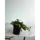 Hoya carnosa Variegata - Wachsblume im 15/19er Kulturtopf