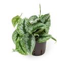 Philodendron scandens pictus pictum Trebie ( Ø...