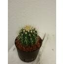 Echinocactus grusonii -  Schwiegermuttersitz  ( Ø 15/12 )