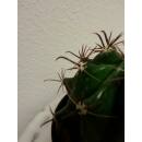 Echinocactus texensis - ( Ø 15/12 )