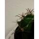 Echinocactus texensis - ( Ø 15/12 )