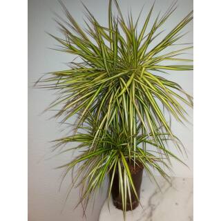 Dracaena marginata Sunray   (45/15, 60 - 80)  Ø 15/19