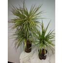 Dracaena marginata Sunray   (45/15, 60 - 80)  Ø 15/19