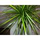 Dracaena marginata Sunray   (45/15, 60 - 80)  Ø 15/19