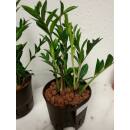 Zamioculcas zamiifolia Zamicro  ( Ø 13/12 )