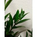 Zamioculcas zamiifolia Zamicro  ( Ø 13/12 )