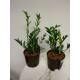 Zamioculcas zamiifolia Zamicro  ( Ø 13/12 )