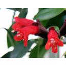 Aeschynanthus radicans  ( Ø 15/19 )