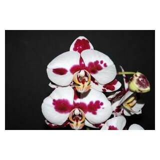 Phalaenopsis Orchidee ( Ø 13/12 ) 2-Blütentriebe Kuhflecken Blüte