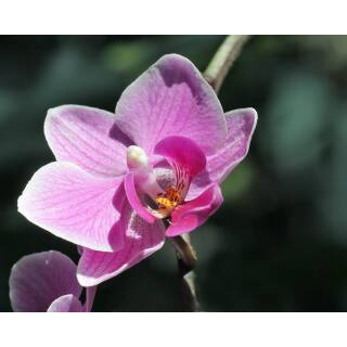 Phalaenopsis Orchidee ( Ø 15/19 ) 1-Blütentriebe hell pink