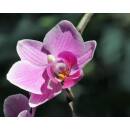 Phalaenopsis Orchidee ( Ø 15/19 ) 1-Blütentriebe hell pink
