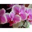 Phalaenopsis Orchidee ( Ø 15/19 ) 1-Blütentriebe hell pink