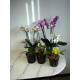 Phalaenopsis Orchidee ( Ø 15/19 ) 1-Blütentriebe hell pink