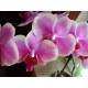 Phalaenopsis Orchidee ( Ø 15/19 ) 1-Blütentriebe hell pink