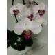 Phalaenopsis Orchidee ( Ø 15/19 ) 1-2 Blütentriebe zart-rosa