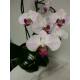 Phalaenopsis Orchidee ( Ø 15/19 ) 1-2 Blütentriebe zart-rosa