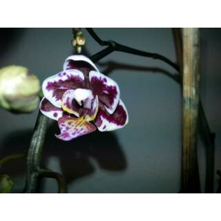 Phalaenopsis Orchidee ( Ø 13/12 ) 2-Blütentriebe lila mit weißer Umrandung