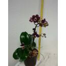 Phalaenopsis Orchidee ( Ø 13/12 ) 1-Blütentrieb verzweigt lila mit weißer Umrandung