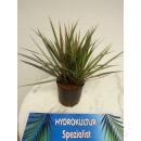 Dracaena marginata Tricolor 3pp Tuff   ( Ø 13/12 )